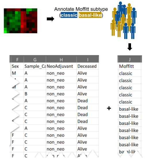 New annotations can be added prior to running Hourglass. For example, transcriptional profiles of pancreatic cancer can be used to determine Moffitt molecular subtype.